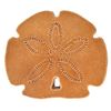 Sand Dollar Ceramic Swimming Pool Mosaic (4" x 4")