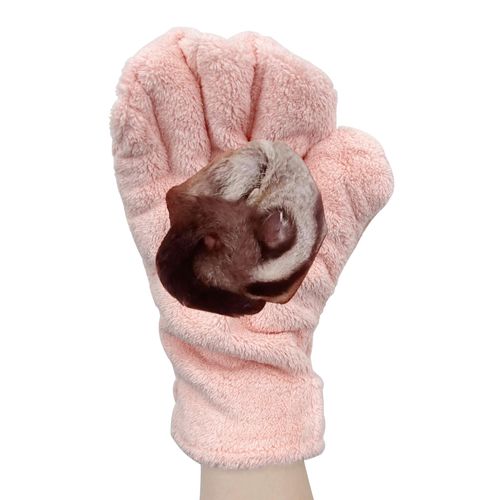 OldSerenWay 3 Pack Sugar Glider Tote Plush Sleeping Pouches and Anti Bite Calming Mitten, Warm Sleeping Bag Portable Drawstring Bonding Pouch Soothing Glove for Small Pets (Pink)