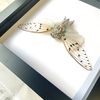 White Ghost Cicada (Ayuthia spectabilis) Deep Shadow Box Display | Spread Specimen | Frame Size 17.5 x 17.5cm