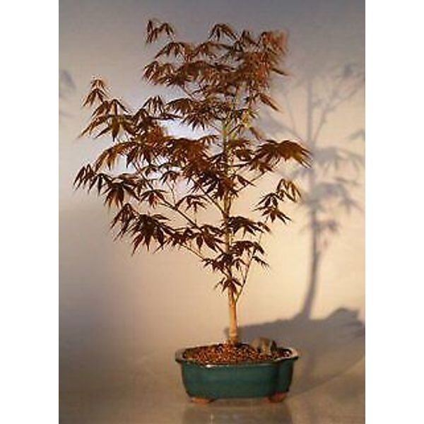 Japanese Red Maple Bonsai Tree Acer Palmatum Atropurpureum 20 yo 12"H Outdoor