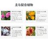 antime rose lotion