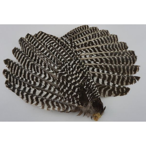 1 Matched Pair Wild Turkey Primary Wings