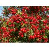 immune system booster - HAWTHORN BERRY LEAF EXTRACT Capsules 665mg - 3 Bottles