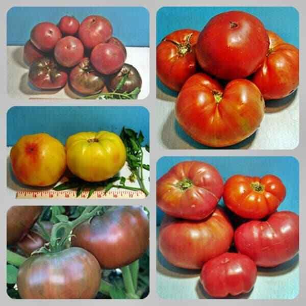 Favorite Slicer Tomato Seed Kit  30