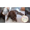 Extend Joint Care Natural Glucosamine with MSM for Dogs, 2 Box