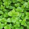 Peppermint Extract, 0.3 fl oz (10 ml)
