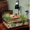 Turtle, Gecko, Lizard Automatic Feed Dispenser( Battery Operated /Quiet / Small)
