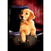 Blank Inside - Furry Friends Greeting Card - 01976