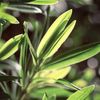 Naissance Tea Tree Essential Oil (No. 109) - 200ml (2x100ml) - Aromatherapy