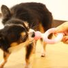 Doggyman Soft Denta Toy Ring Dog 1 Piece