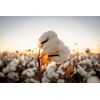 Spa Stix Cotton Balls. 500 Count Medium Size. Non Sterile Super Soft.,White