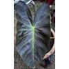 AUTHENTIC Colocasia Aloha  1 bulbs