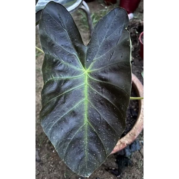 AUTHENTIC Colocasia Aloha  1 bulbs