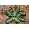 10 Rattlesnake Orchids Bulbs Bare Root