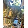burros tail succulent cutting