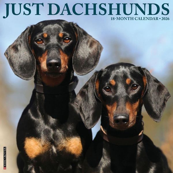Dachshunds 2026 12" x 12" Wall Calendar