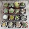2 inch assorted cactus 16 pack Cactus Cacti Succulent Real Live Plant