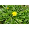 Dandelion Seeds (Taraxacum officinale)