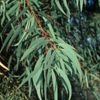 Eucalyptus Radiata 10ml Incent Essential Oil Essential Oil