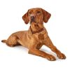 HUNTER SOLID EDUCATION training collar for dogs, leather, soft, non-slip, 45 (S-M), cognac