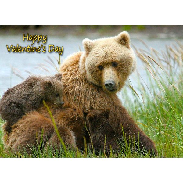 Grizzly Bear Valentines Day Card