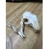 Real Bone Ground Hog ( Woodchuck ) Skull