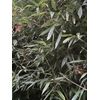 Bamboo Clumping -Sunset Glow Monrovia Nursery Originally From