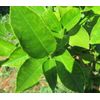 100 % Organic  Fresh  Lemon  leaves