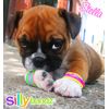 Silly Bandz Halloween Bandz