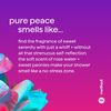 Method Travel Size, Shampoo, Conditioner, Pure Peace, 3.4 Fl Oz Each, 1 CT