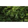 Whitetail Institute Imperial Clover Deer Food Plot Seed for Spring or Fall Planting, Promotes Antler Growth and Attracts Deer, Heat, Cold and Drought Tolerant, 18 lbs (2.25 Acres)