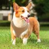 Dog Pet Harness Soft Air Mesh Padded Comfortable Adjustable Control Vest Brown