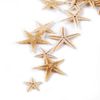 100 Pcs Small Starfish Star Sea Shell Beach for Craft 0.4"-1"