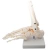 monolife Foot Bone Model, Foot Joint Model, Ankle Right Leg Specimen (Ankle Fixed Type, Left Foot)