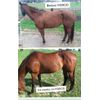 FORCO PELLETS equine, dog, cat digestive supplement 25lb PAIL