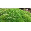 LARGE Premium✨Live Fresh Moss 🌱 2 Sq ft Terrarium Vivarium