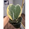 hoya kerrii variegated Heart