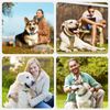 Bark Collar for Dogs,Rechargeable Anti Barking Training Collar
