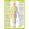 Nervous System Chart Series (A3 Laminated, Set of 6)