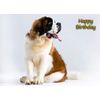 St Bernard Birthday Card