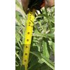 Canabis and Other Plants Eutopia Root Stimulant 32oz Free Shipping