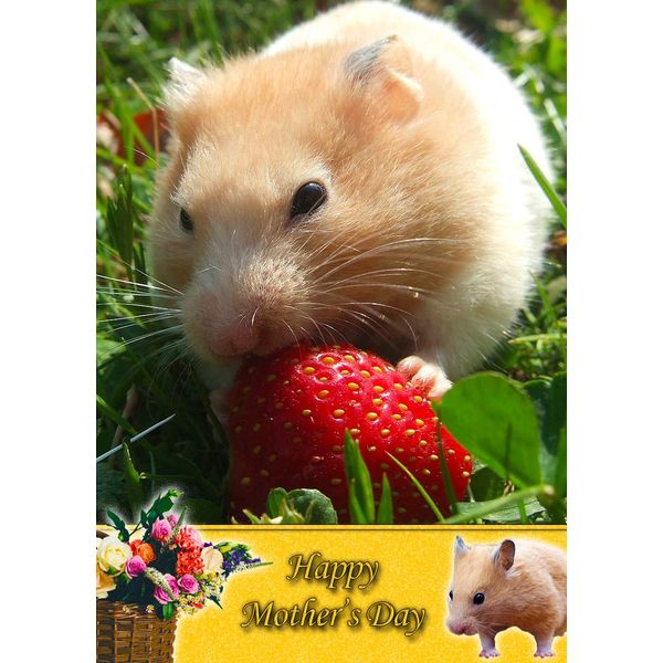 Hamster Animal Mothers Day Card