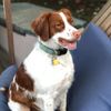 Up Country Bee Dog Collar, Medium (12" - 18"), Wide 1" Width