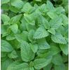 LEMON MINT * 150 SEEDS* MEDICINAL * HEALTHFUL *