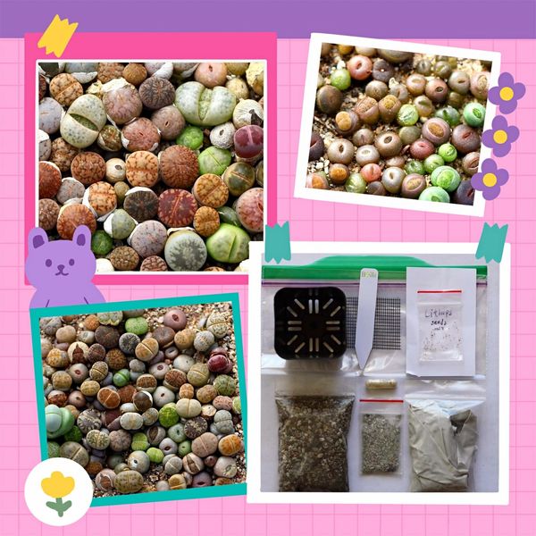 Lithops Germination Sowing Kit -Soil-Seeds