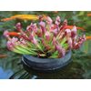 9" Diameter Floating Pond Planters/Islands, 3-Pack - Value Pack for Water Plants