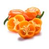 Habanero Powder Pure, 8 Oz