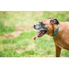 Dublin Dog Waterproof Collar Lures, Medium, Blue