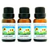 Crazy Candles Sunflower 3 Bottles 1/2 FL Oz Each (15ml) Premium Grade Scented Fragrance Oil