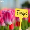 Elixir Gardens ® Yellow Plant T-Labels | 15cm / 6" | 50